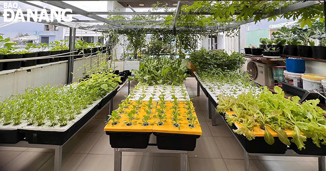 A view of a high-tech hydroponic vegetable garden. Photo: H.T.T