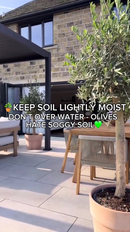 Olive tree in a patio pot, with tips for keeping it healthy.