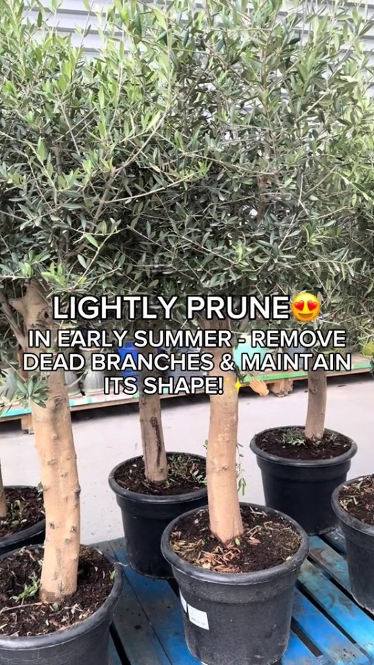 Several potted olive trees.