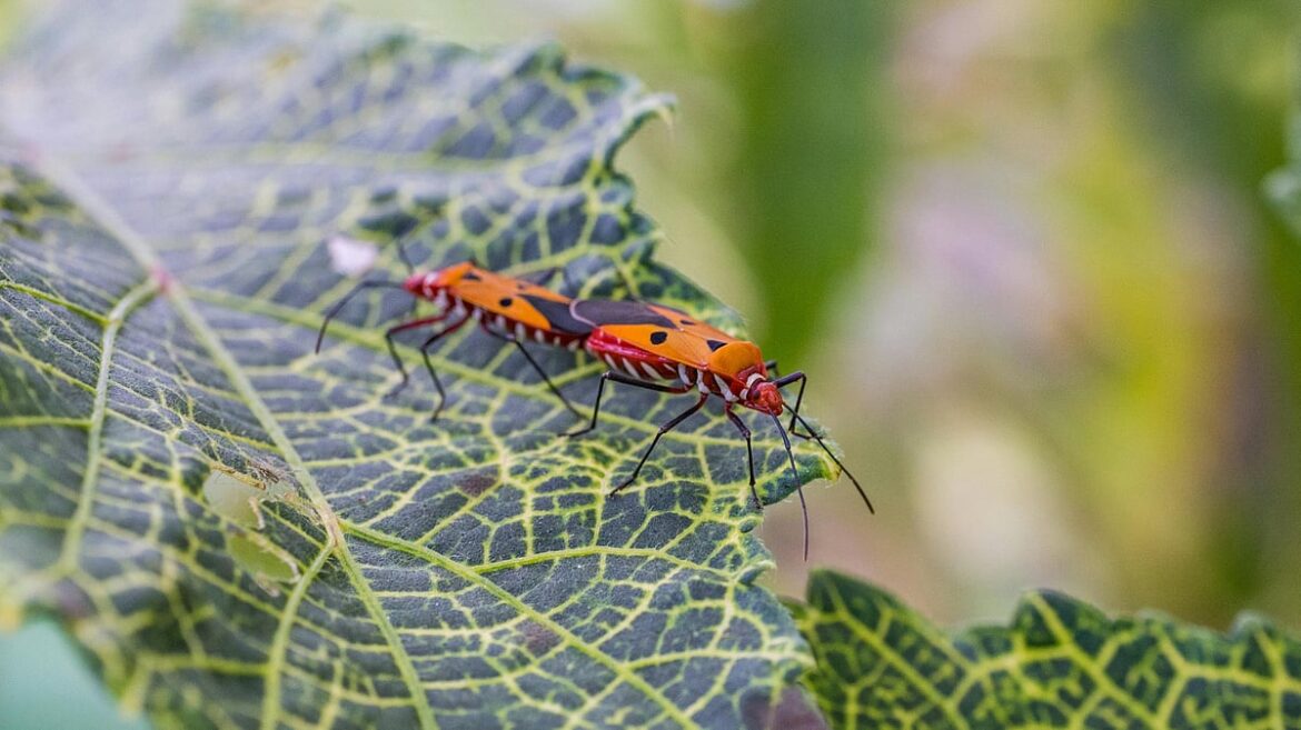 Keep your gardens pest-free this season
