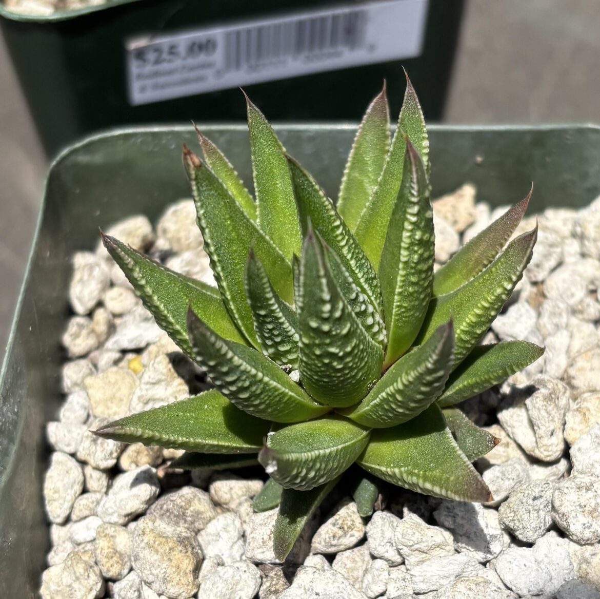 A real Haworthiopsis fasciata