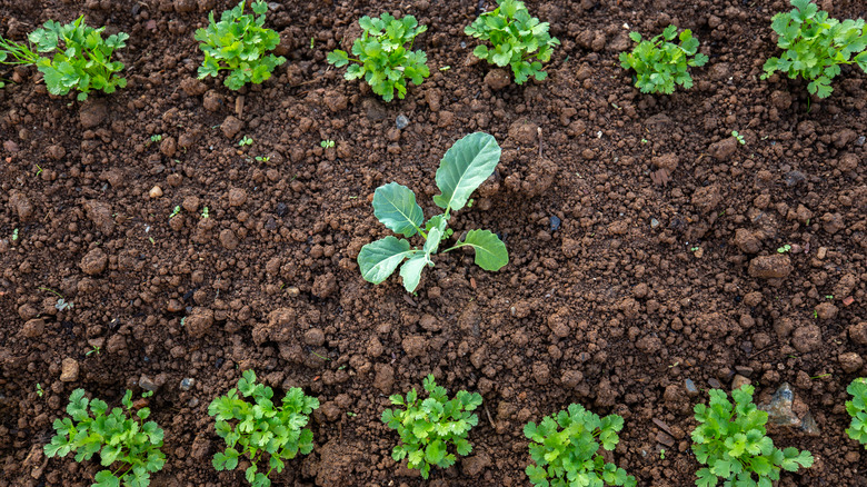 intercropped herbs and veggies