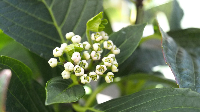 A hydrangea that is slowly starting to bloom