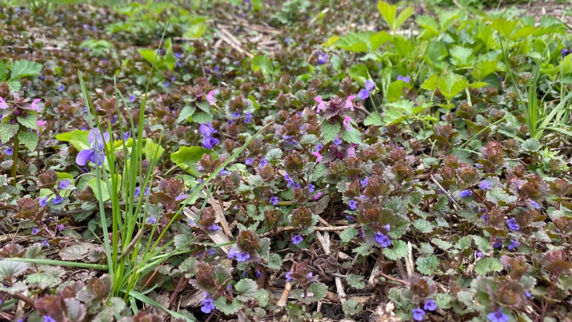 "It's just so annoyingly aggressive."