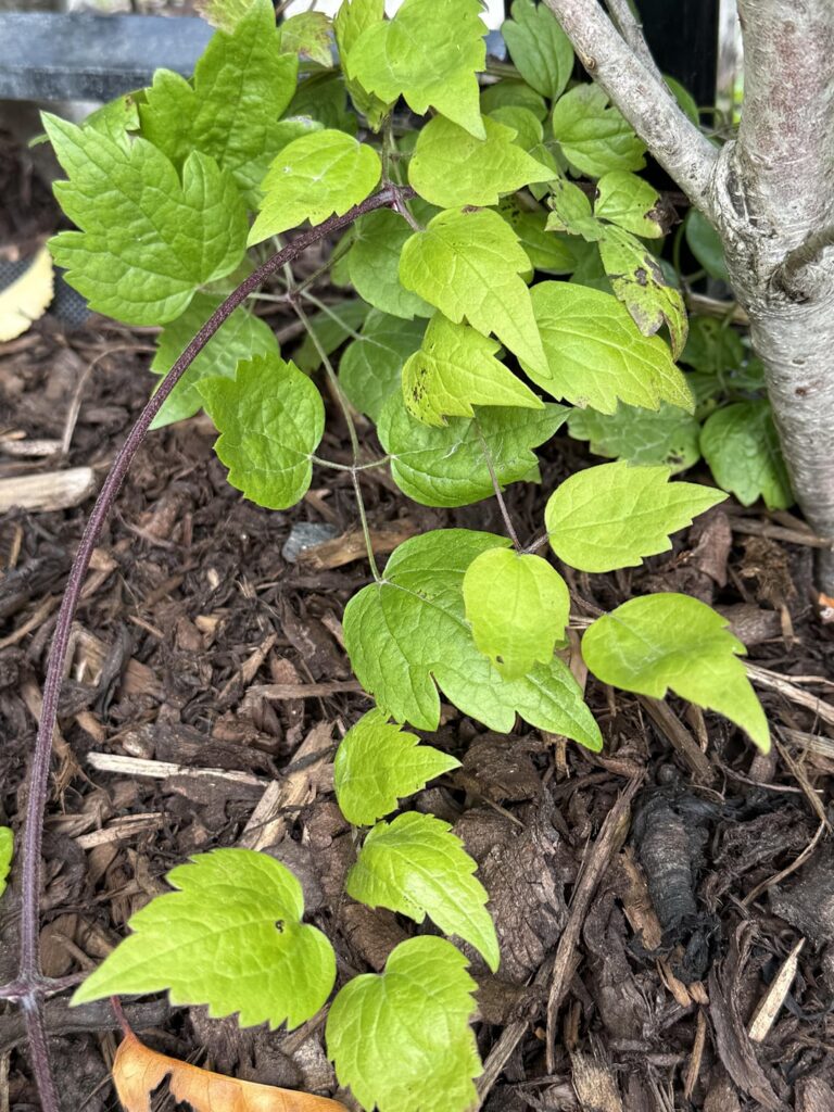 Is this Japanese knotweed? Is this Japanese knotweed?