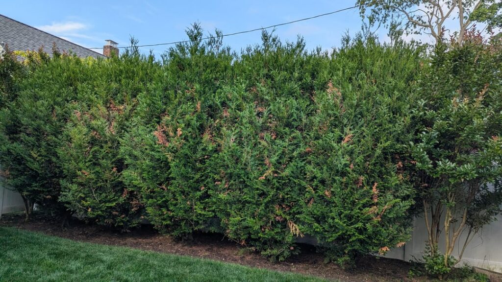 Proper way to trim these?