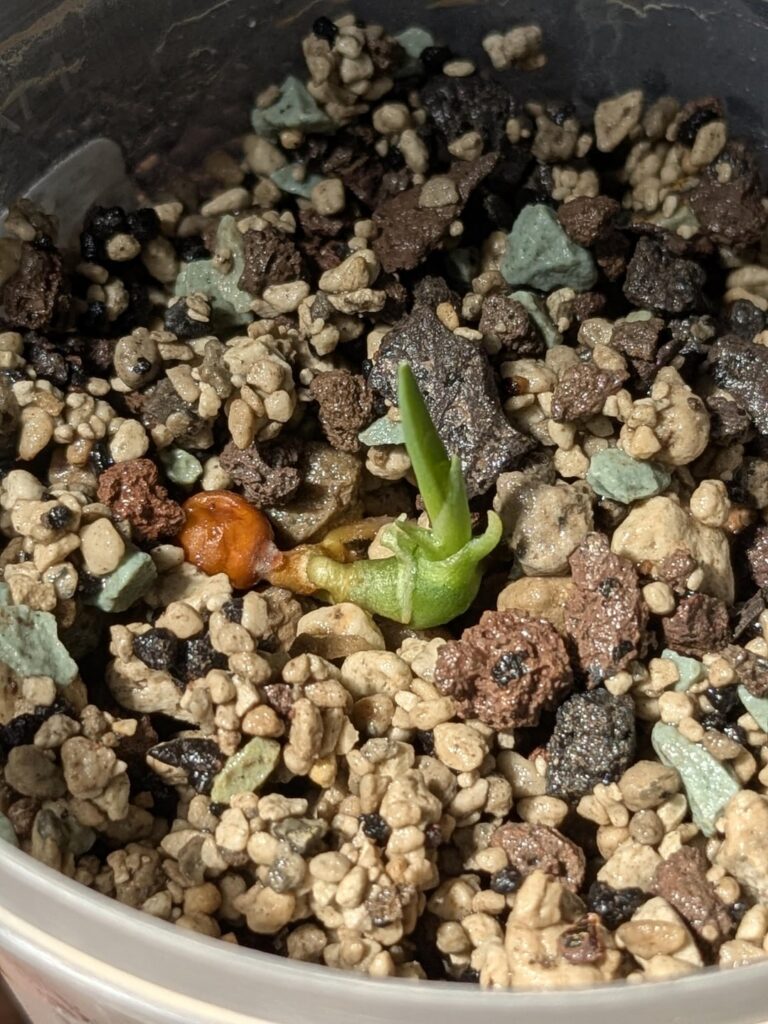 Dracena cinnabari seedling 1 mo old