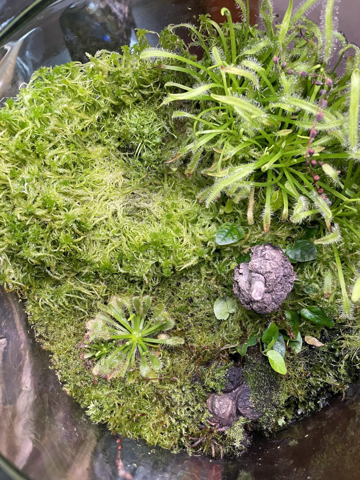 My sundew terrarium