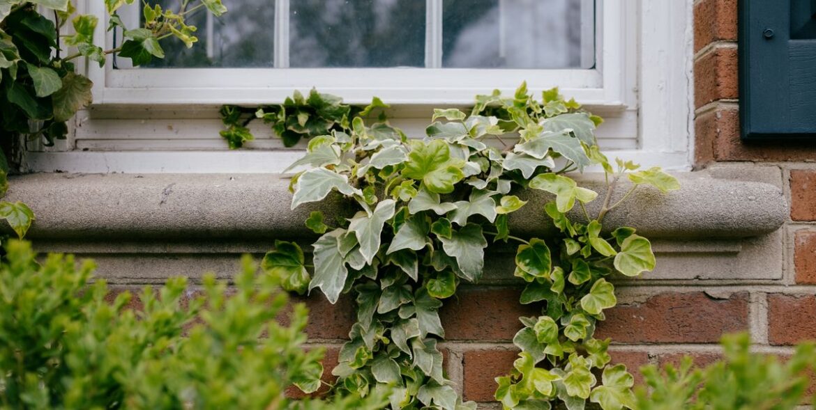 How to Grow Climbing Vines on Your House Without Causing Damage