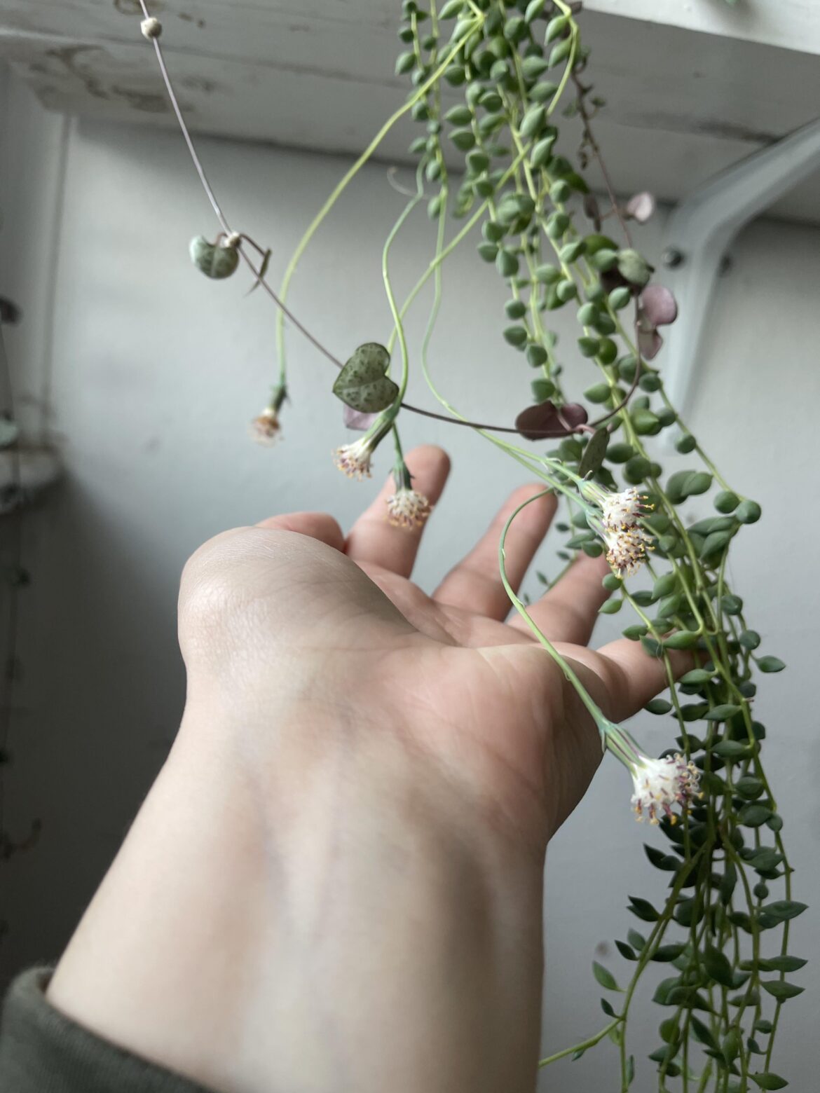 Blooming string of bananas?