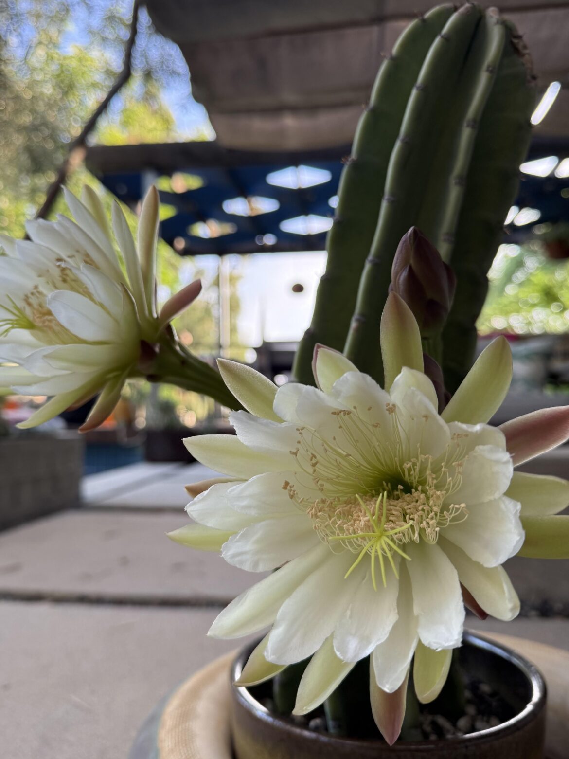 My Cereus peruviana cutting rewarded us with its first flowers!