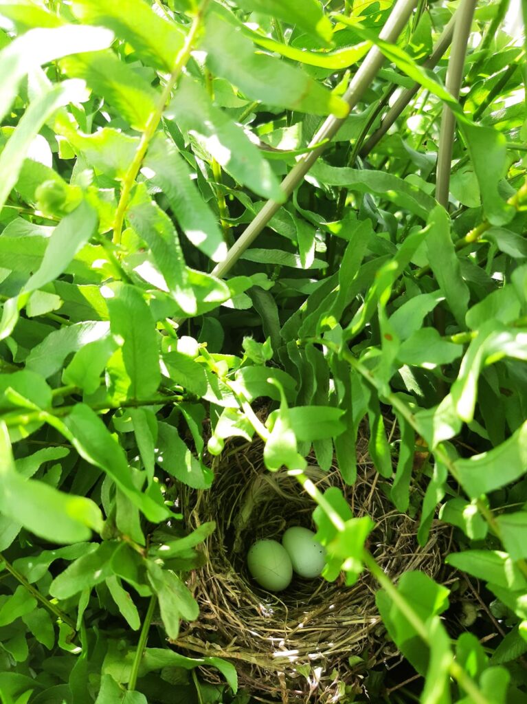 Birds nest in my fern 💚