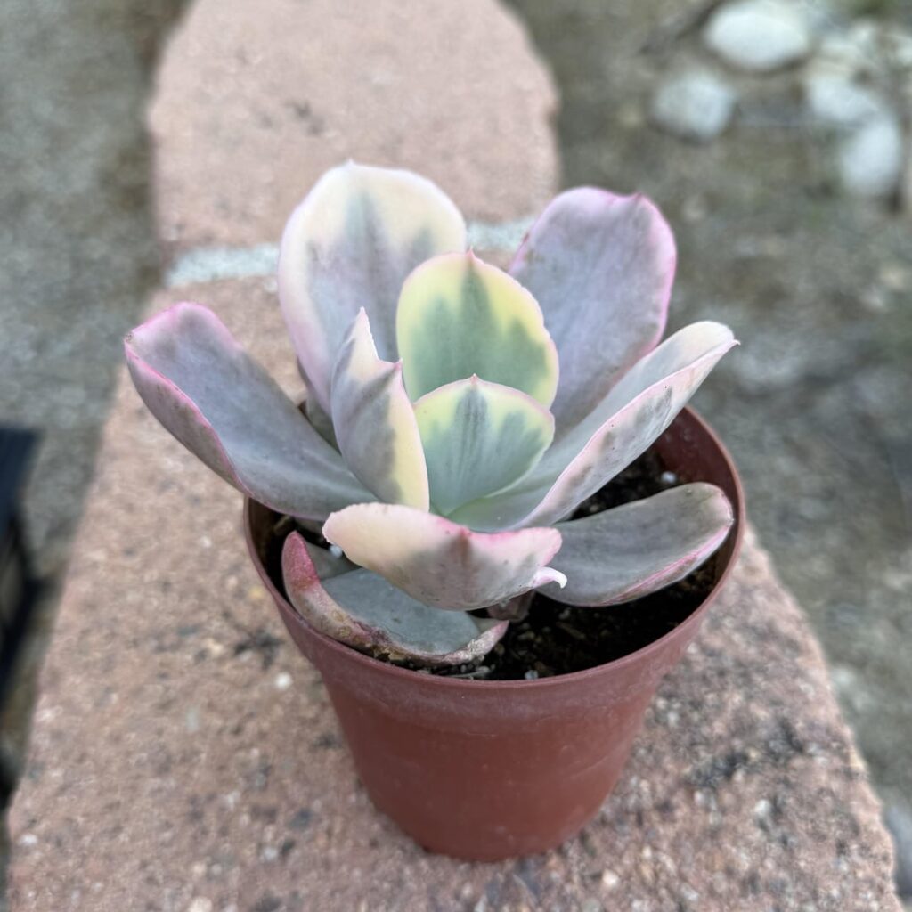 requesting an id for this pls + ty 🤲