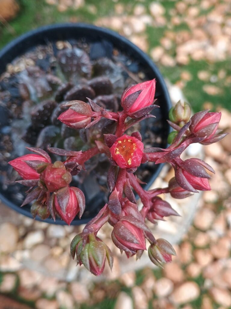 Echeveria 'Super Bowl' is flowering, but I don't have many things to cross it with.