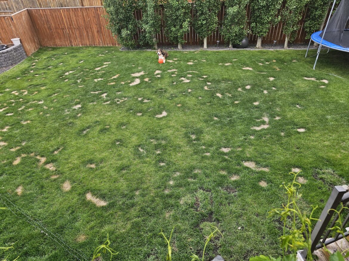 The reason my lawn looks like this now...