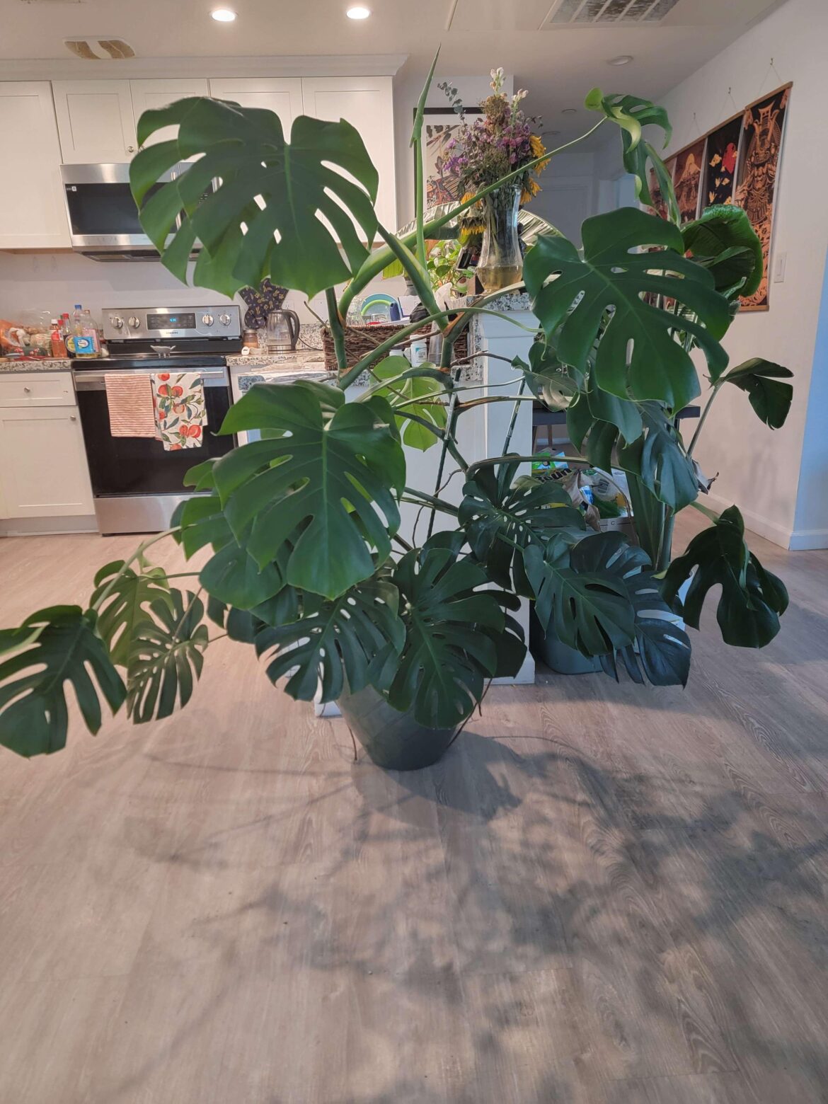 I have to move and sell, how much would you pay for this plant?