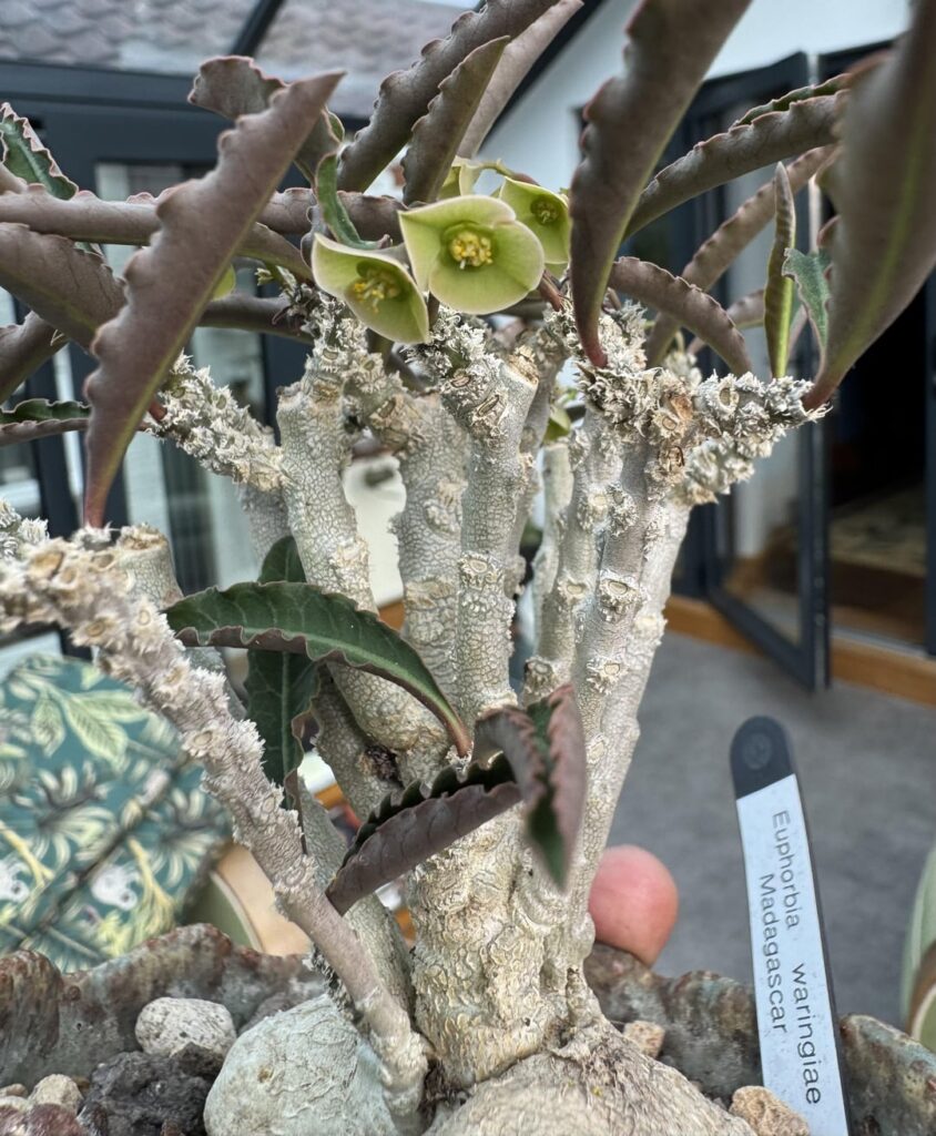 It bloomed for me, now its warm here