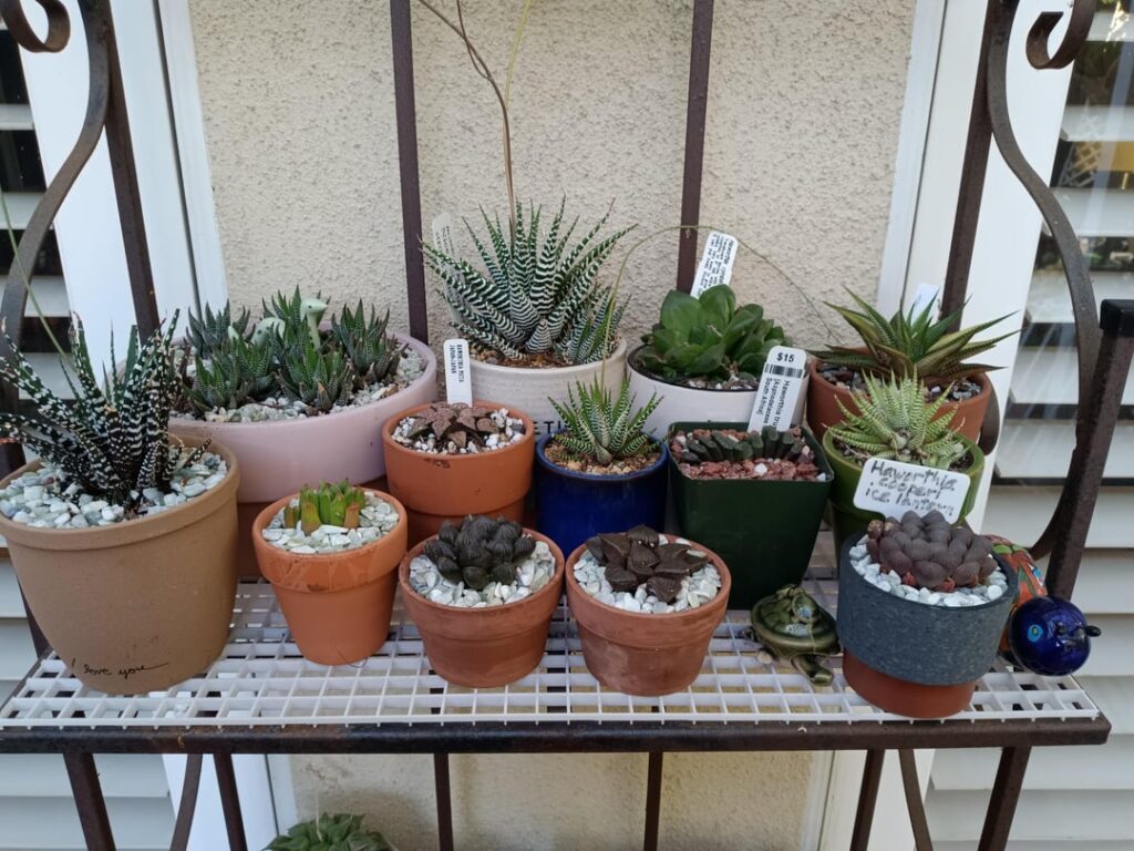 Too Many Haworthia