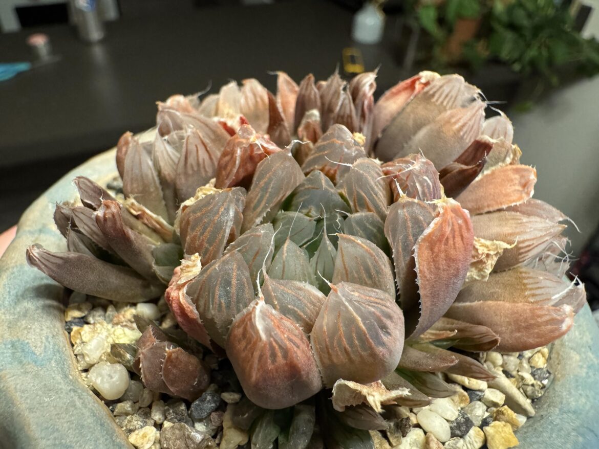 Was digging the stress tones and wanted to share.