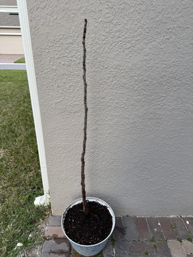 Never give up on your barely alive Fiddle Leaf Fig!