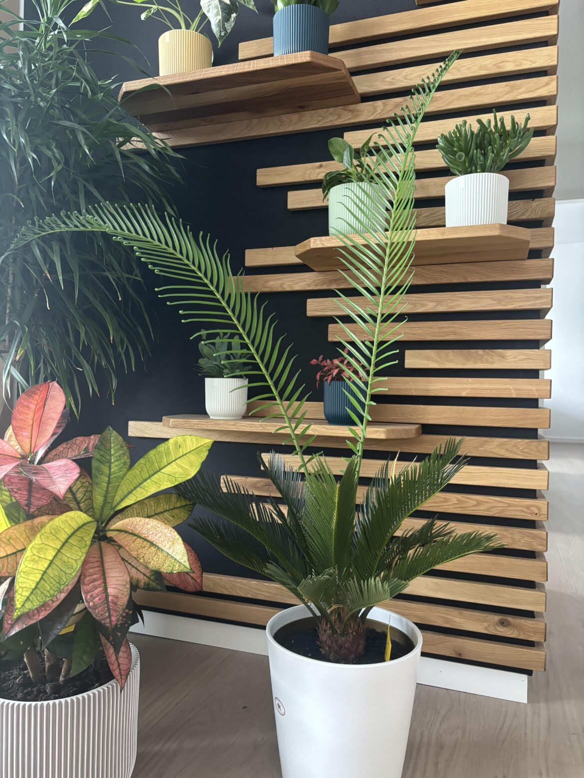 Had this guy for three years, didn‘t even grow an inch. Been on Holiday for a week and he drops those two magnificient fuckers…