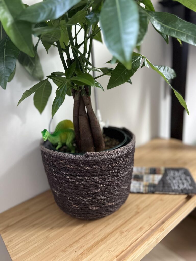 My plant collection has been taken over by dinosaurs🦕