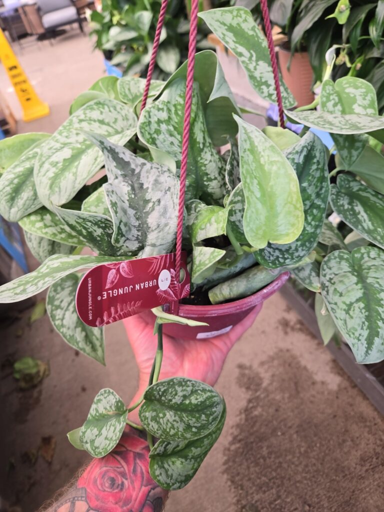 Is this a pothos?