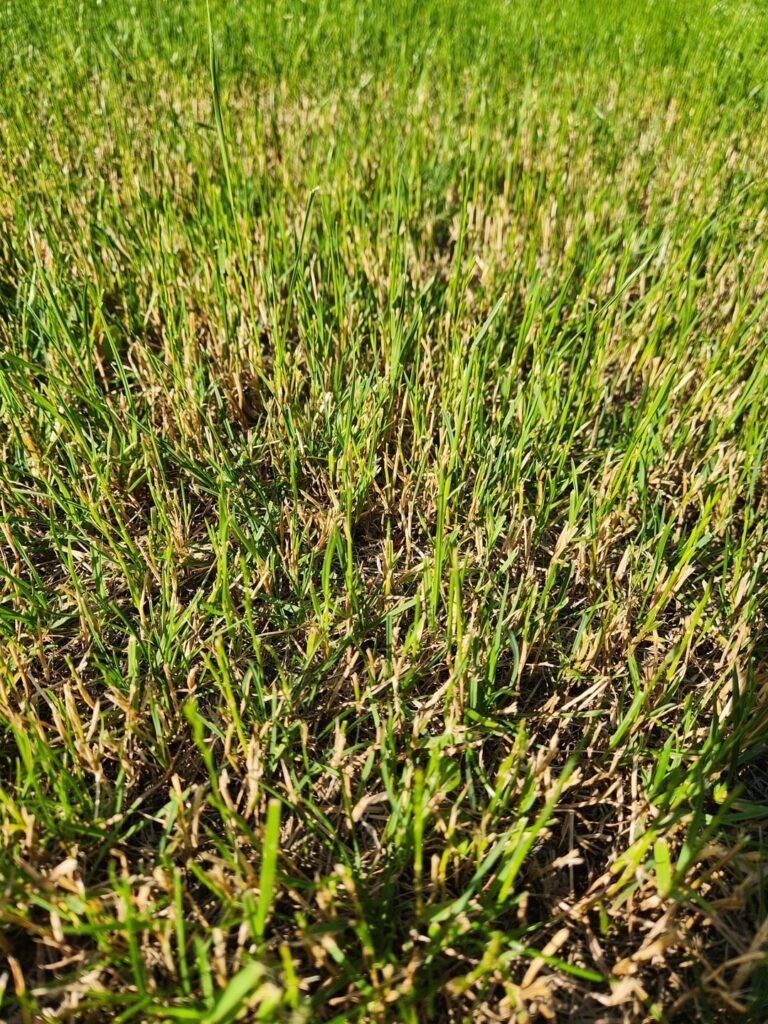 What's going on with these blades?