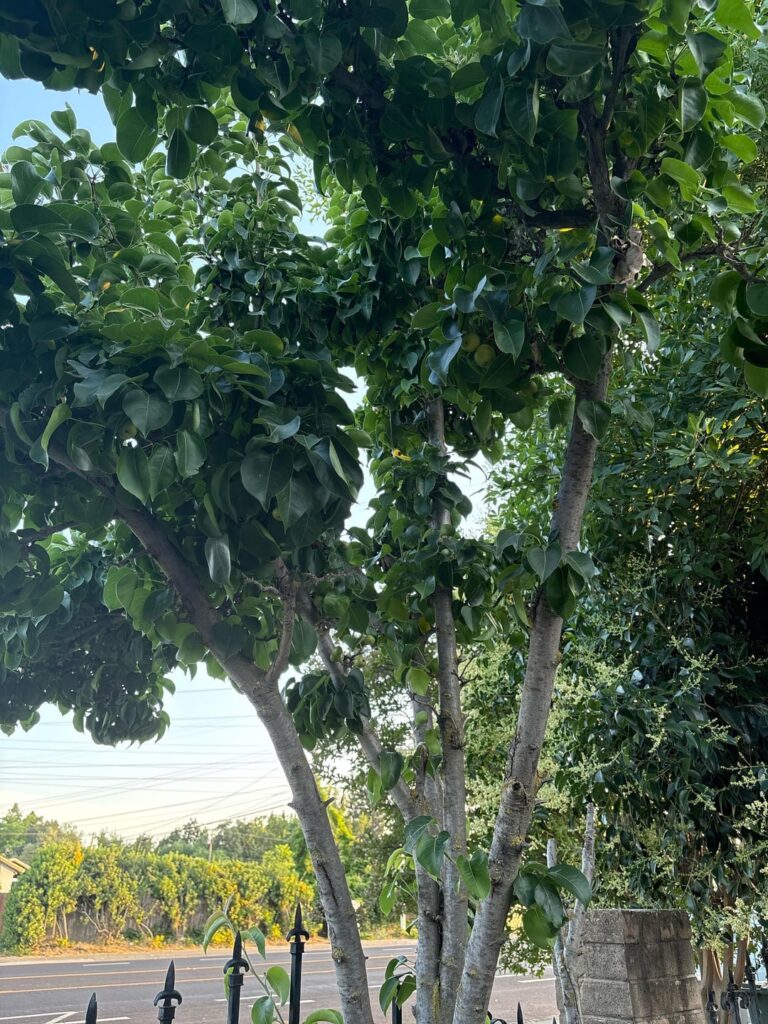 apple tree?