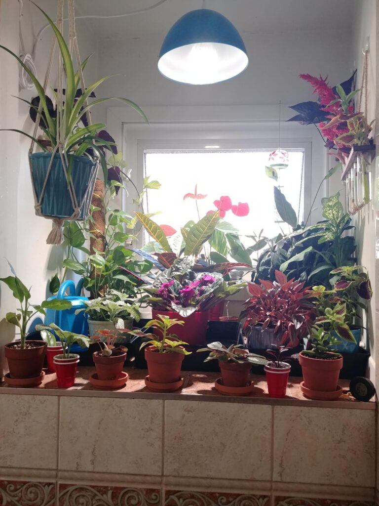 I call them my little plants corners !