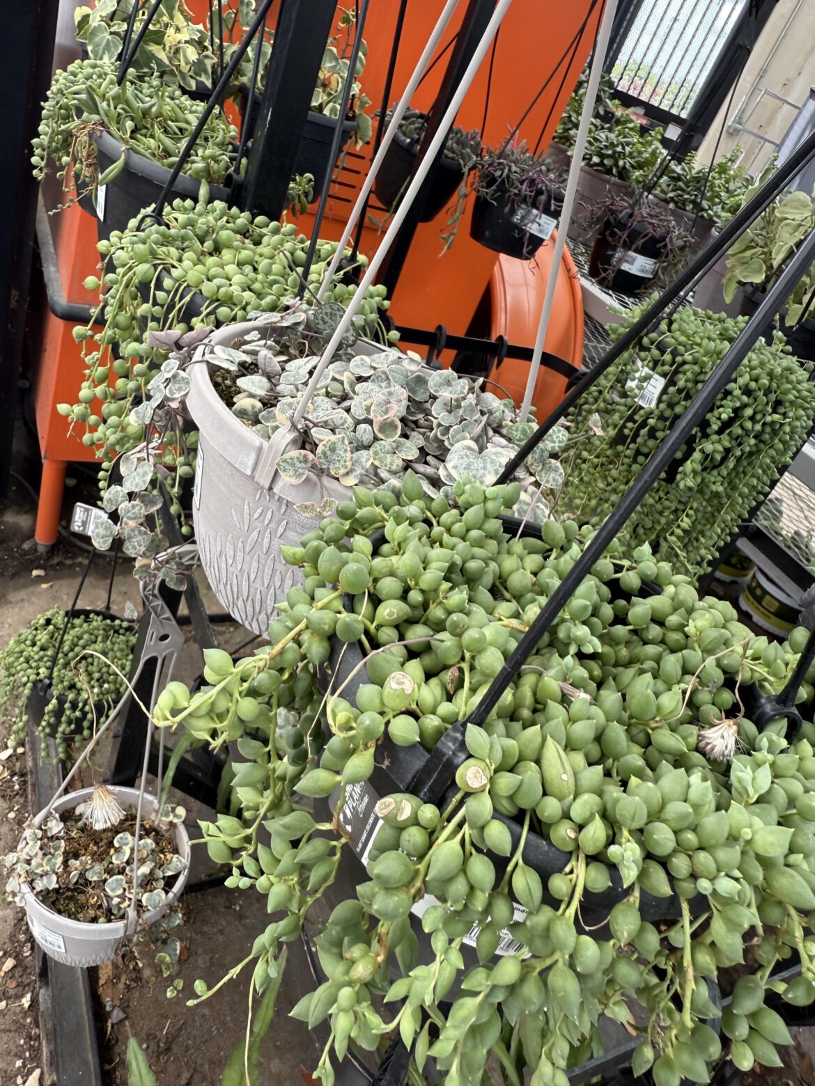 Home Depot String of Life Home Depot String of Life