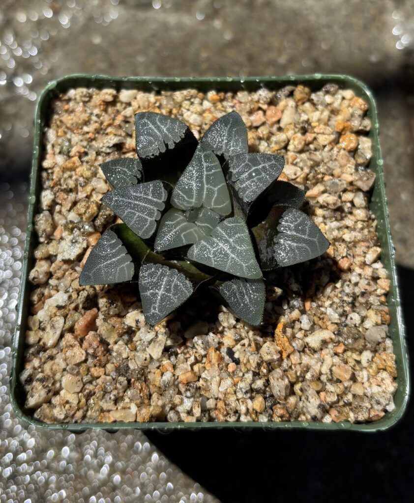 Repots of the day: bayeri hybrid and bayeri Rondekop