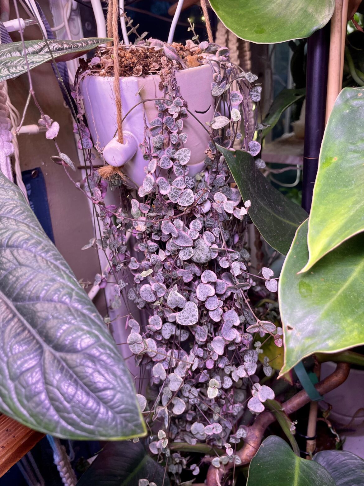 Just ignore them and they’ll explode with growth