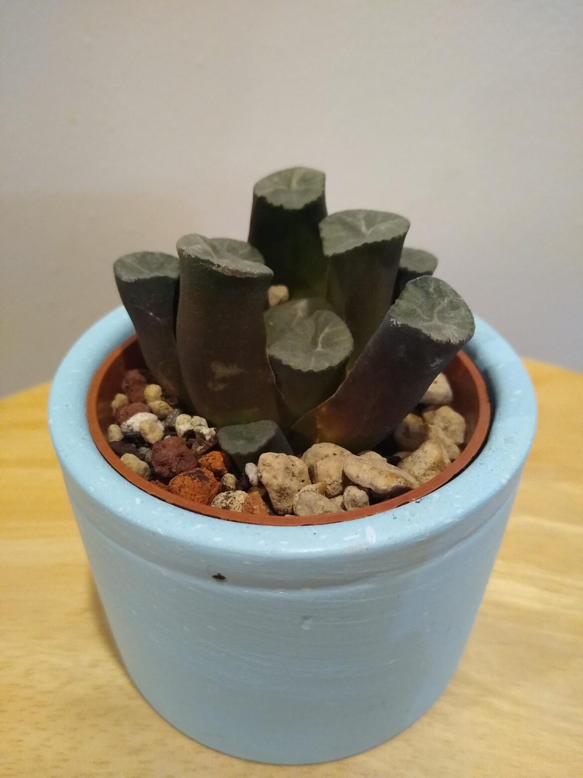 Finally got a Haworthia maughanii!