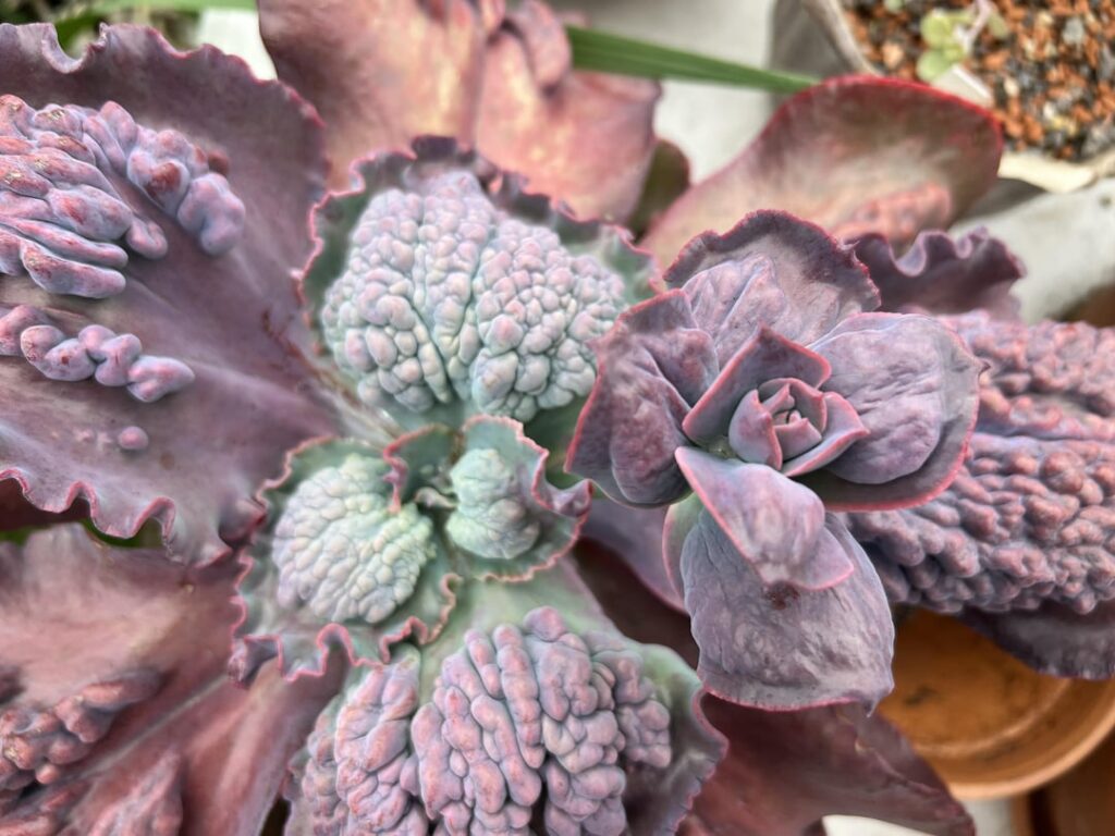 My new carunculated Echeveria started a flower stalk