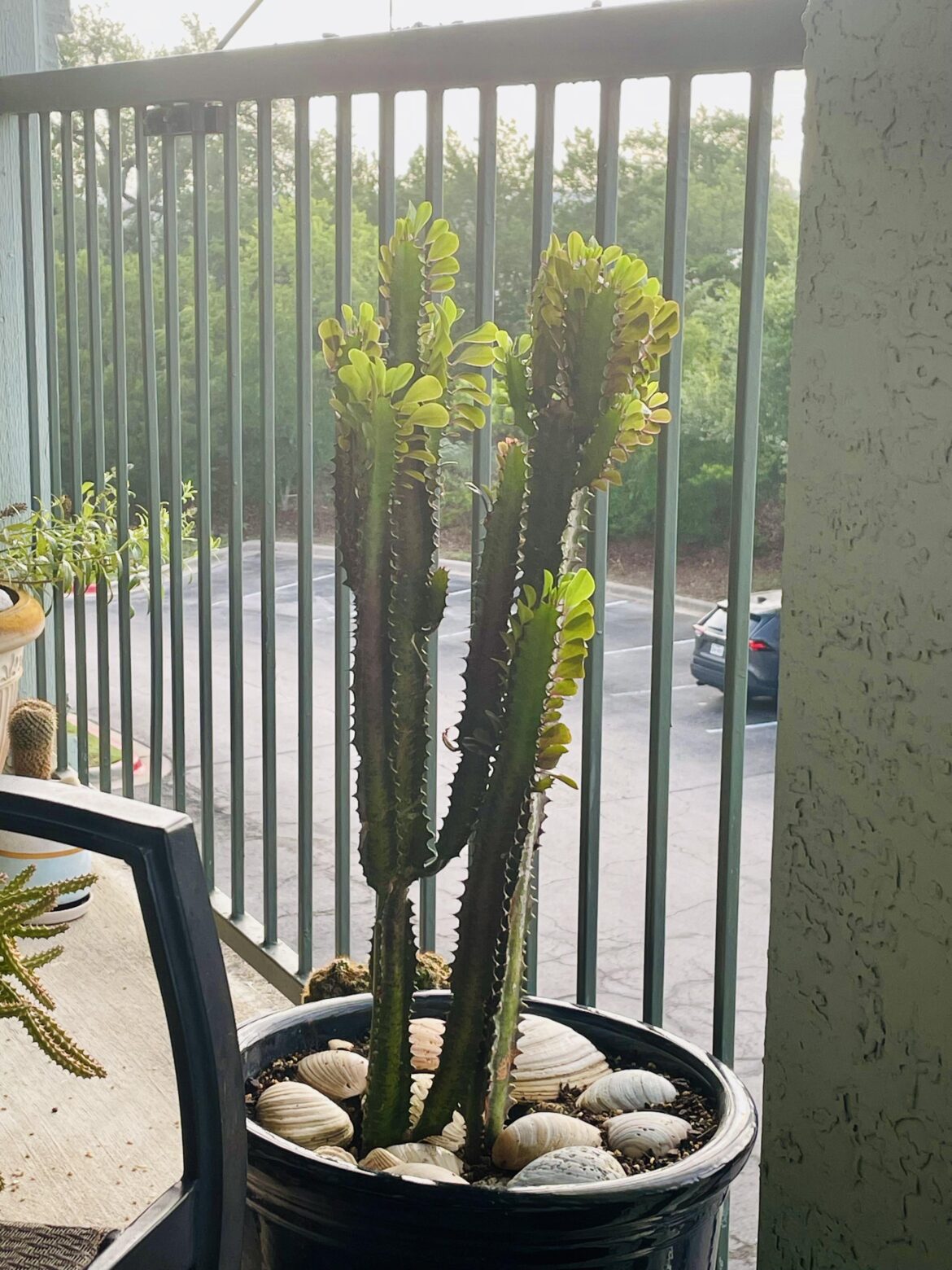 African Milk Tree African Milk Tree