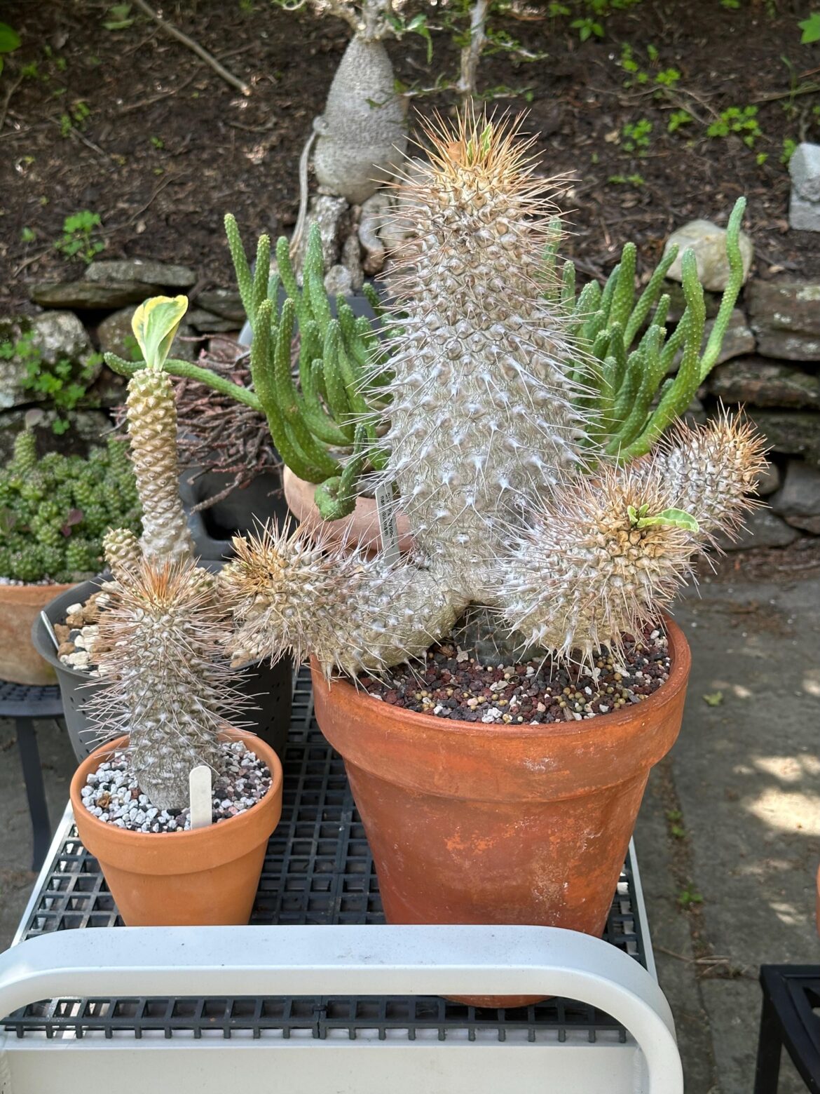 My big Pachypodium namaquanum is starting to wake up, smaller one is still sleeping.
