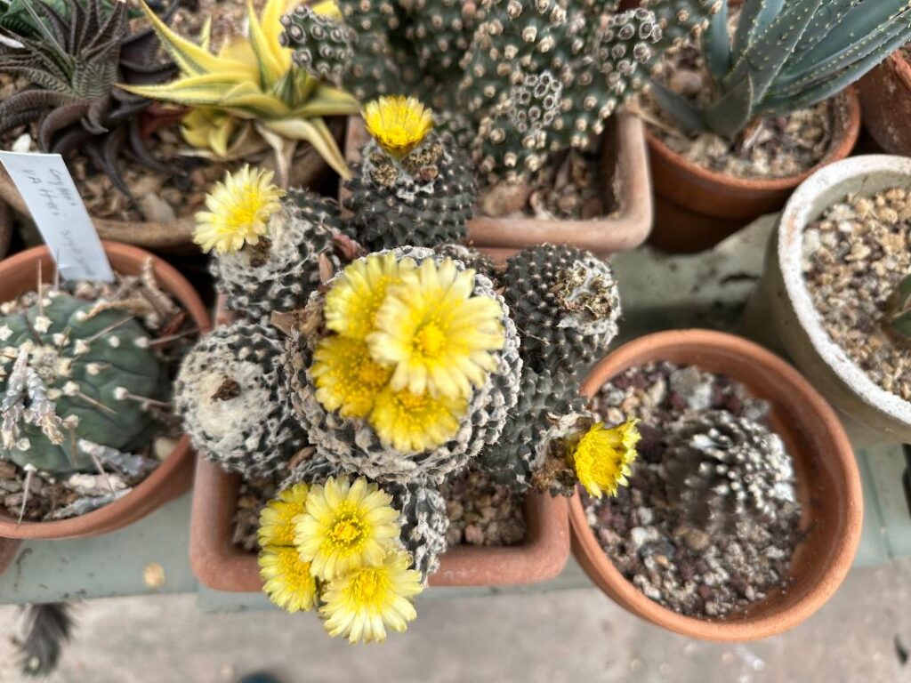 copiapoa bloom