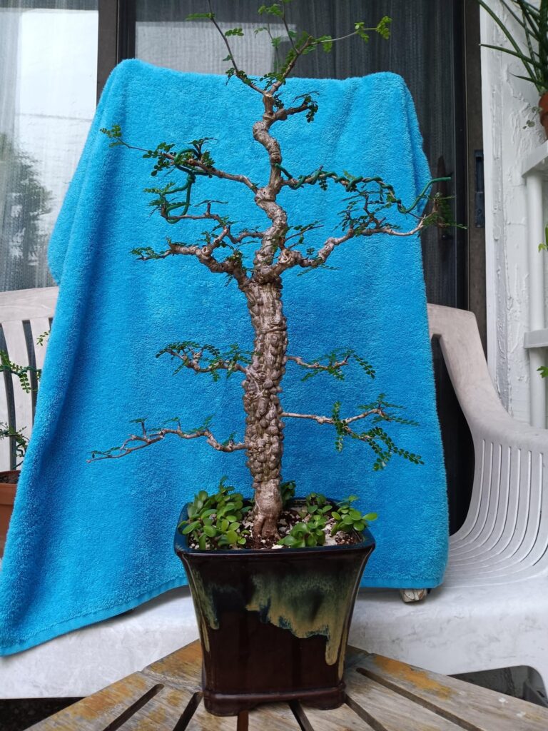 Operculicarya decaryi party!