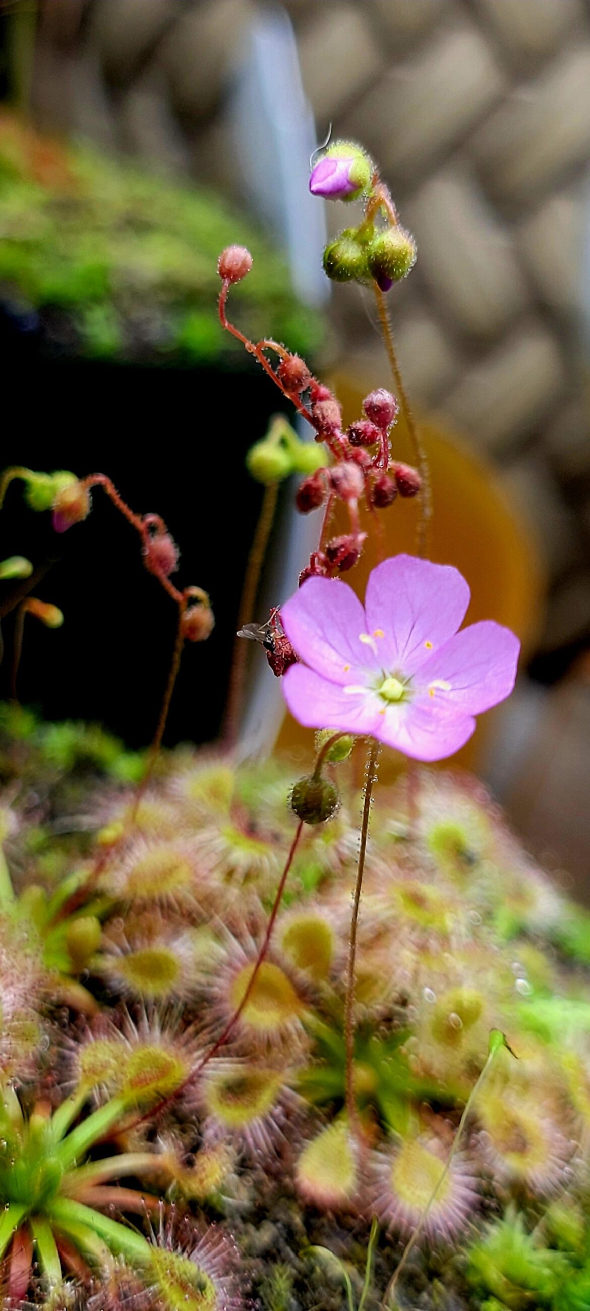 Check out the lil stalk that ate a fungus gnat! Check out the lil stalk that ate a fungus gnat!