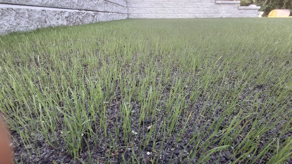 New lawn 12 days old. New lawn 12 days old.