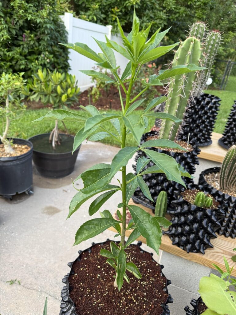 Adansonia Digitata in full swing Adansonia Digitata in full swing