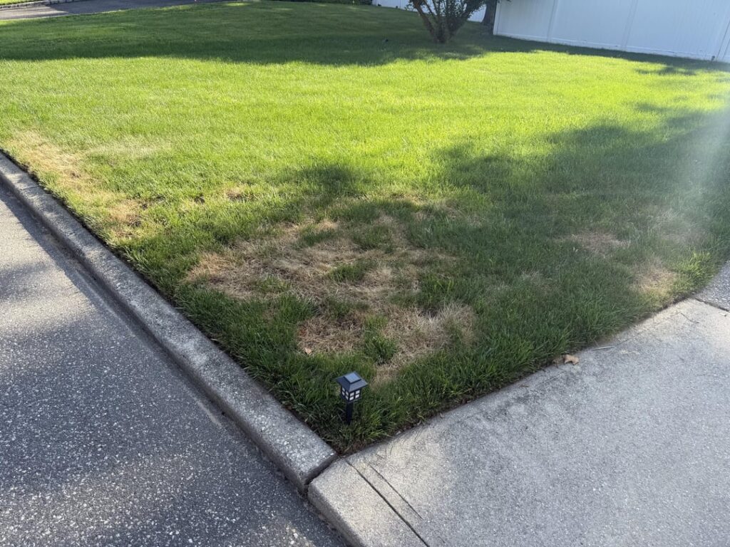 Why is this happening? It was green 5 days ago! Zone 7a.