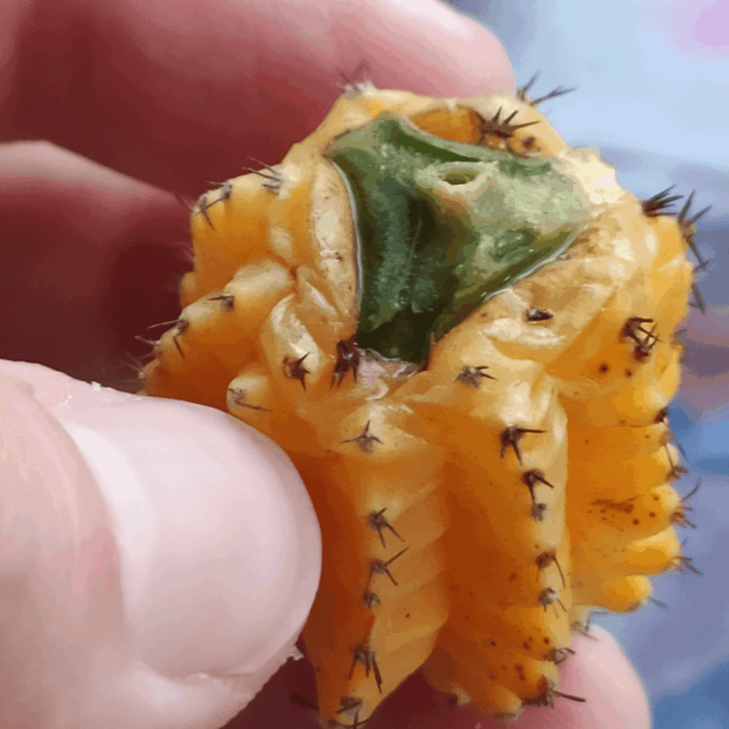 can i grow hylocalisyum out of this butt?