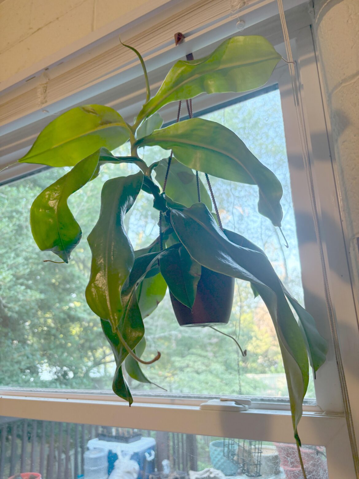 How to make my hanging pitcher plant flower again? How to make my hanging pitcher plant flower again?