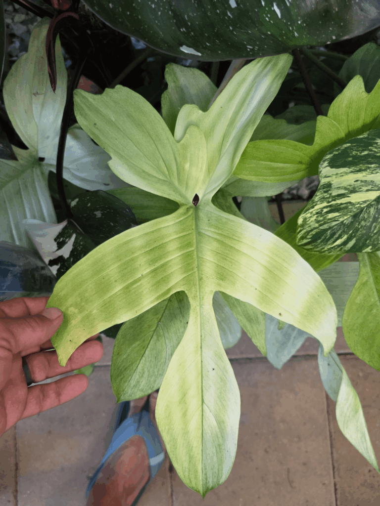 This new leaf has the coolest pattern. It hasn't moved, nor have the conditions changed. I really hope it doesn't fade