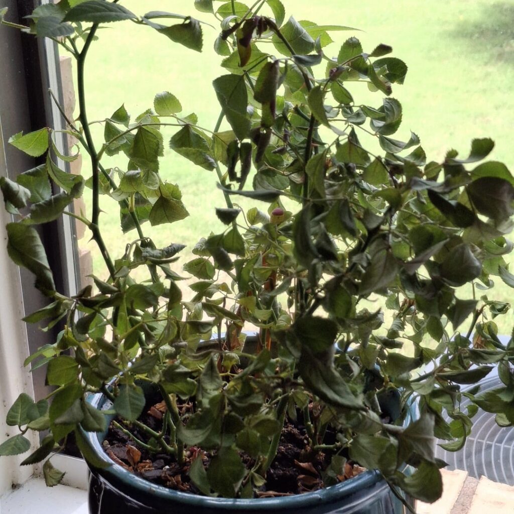 Rose plant woes