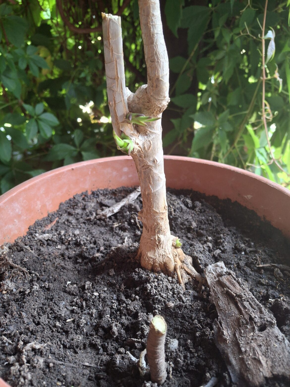 Update on this boy: he lived Update on this boy: he lived