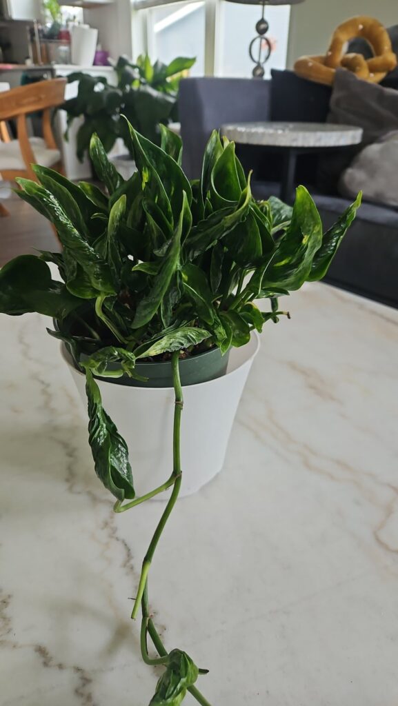 What kind of pothos is this? Leaves wrinkles inwardand have gill-like slits underneath