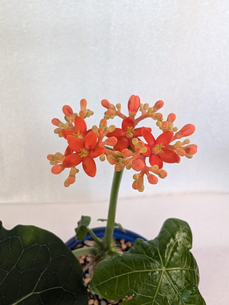 Jatropha podagrica flowering